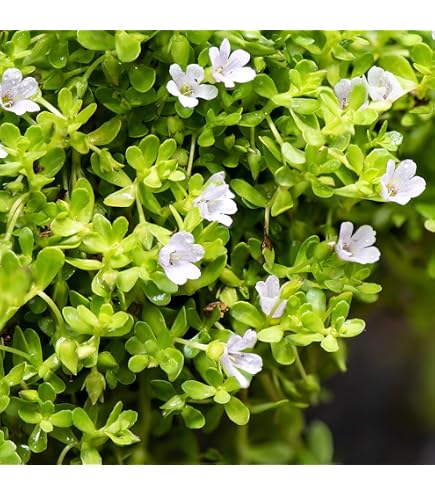 Amazon.co.jp: ☆今だけ1株おまけ☆ タイ海外 綺麗な株入荷 ベタの